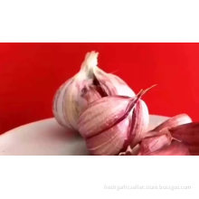 pure fresh normal white garlic